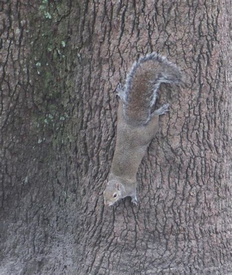 Cannundrums Eastern Gray Squirrel