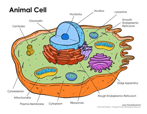 Inorganic ions, about 1% of cell mass, including sodium, potassium. Pin on Science Printables