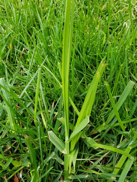 How To Get Rid Of Fescue From A Lawn — Bbc Gardeners World Magazine