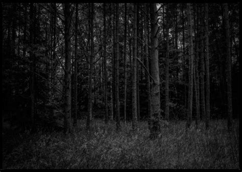 Dark Forest René Timmermans Photography