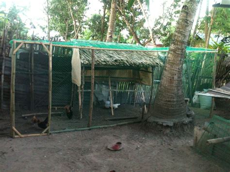 Backyard Chicken Farming In Philippines House Backyards