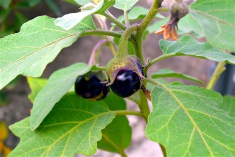 How To Start Brinjal Farmingeggplant In West Bengal Planting To