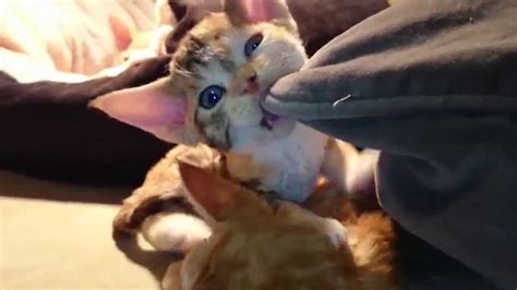 My Sweet Devon Rex Kittens Youtube