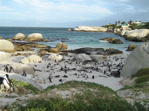 Visit The Penguins At Boulders Beach In Cape Town Cape Town Bucket