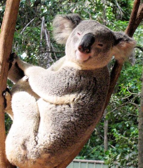 Koala Bear Smiling For The Camera Bear Stuffed Animal