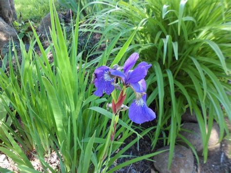 50pcs colorful iris orchids flower seeds rare 5 kind perennial garden office. Blue Iris