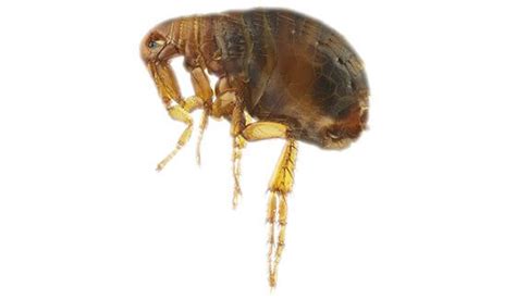 Flea Treatment For House Flea Pest Control And Exterminator London