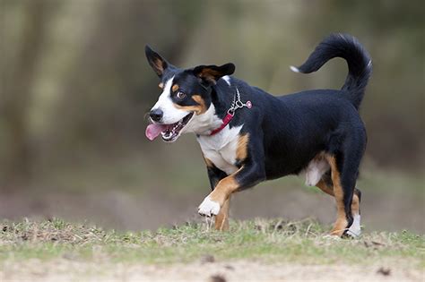 They are herding dogs with a strong sense of loyalty and possessiveness for their. Entlebucher Mountain Dog Reviews - real reviews from real ...