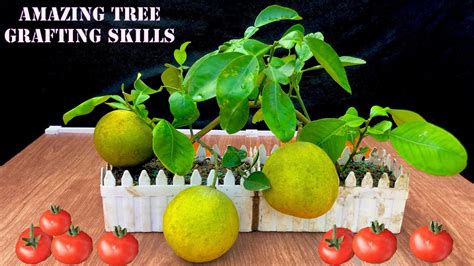 Amazing Grafting Skill How To Grow Oranges Fast Fruiting 100 Success