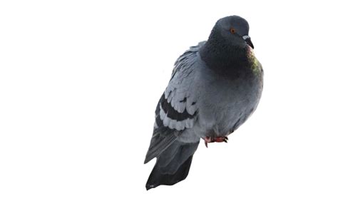 Pigeon Png Transparent Image Download Size 604x378px