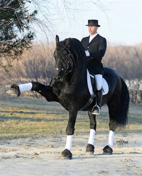 Friesian In Full Dressage Stride Stunning Friesian Horse