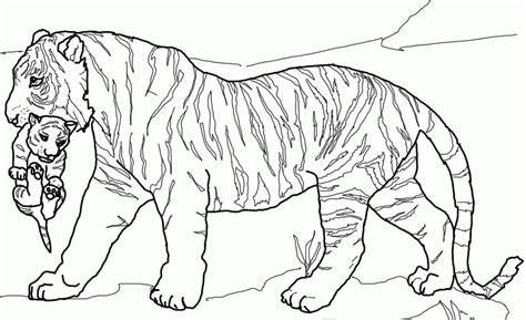 Tiger And Lion Coloring Pages Free Download 39 Best Quality Lion And