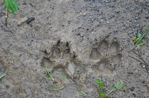 Animal Track Identification Animal Footprint Id Chart The Old