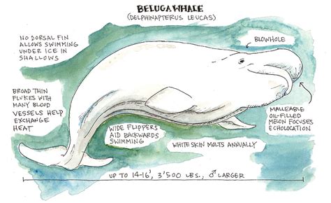Beluga Whale National Maritime Historical Society