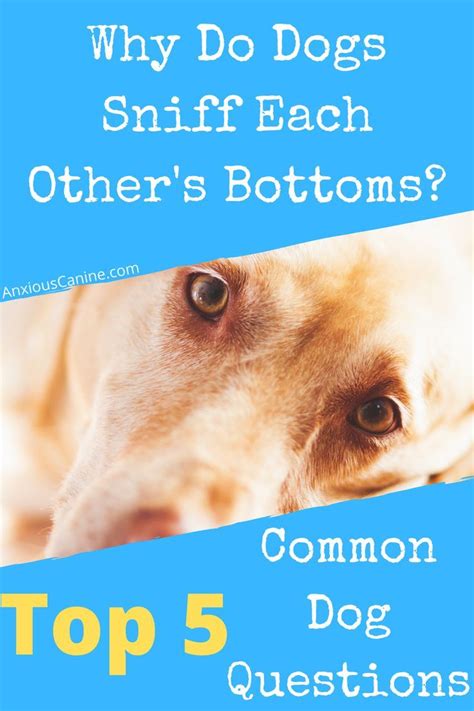 Why Do Dogs Smell Each Others Bottoms Top 5 Common Dog Questions Dog