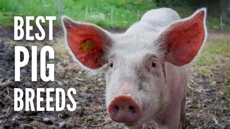The 15 Best Pig Breeds For Your Farm Youtube