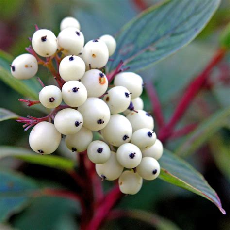 White Berries Creek Dogwood These White Berries Seem To Flickr