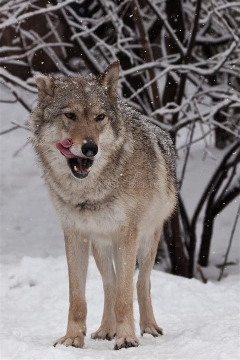 The Wolf Female Wolf Is Deliciously Licked A Beautiful Animal Under
