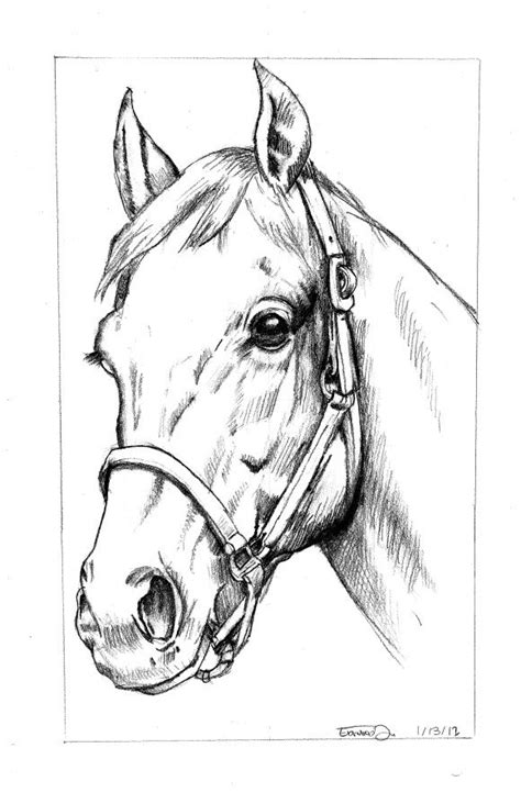 This is my escape from reality and being an all around thrill seeking wild woman. Horse Head | Horse art drawing, Horse head drawing
