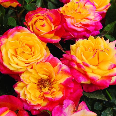Rainbow Sunblaze Rose For Sale Online The Tree Center