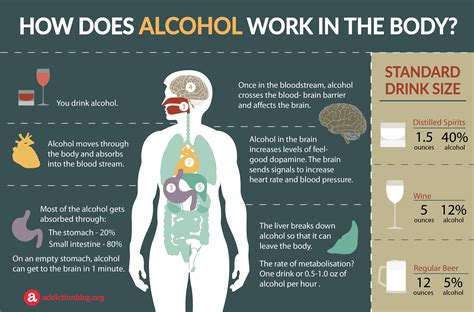 Alcohol In The Body How Drinking Affects The Body And Brain Infographic