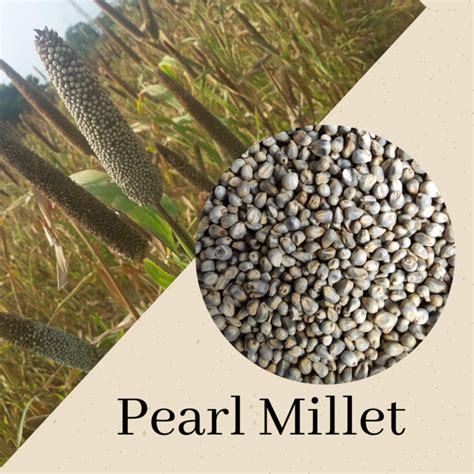 Types Of Millets Grown In India