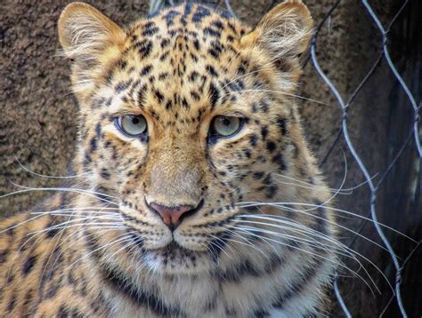 Ultrasounds for Greenville Zoo Amur Leopard open to the public