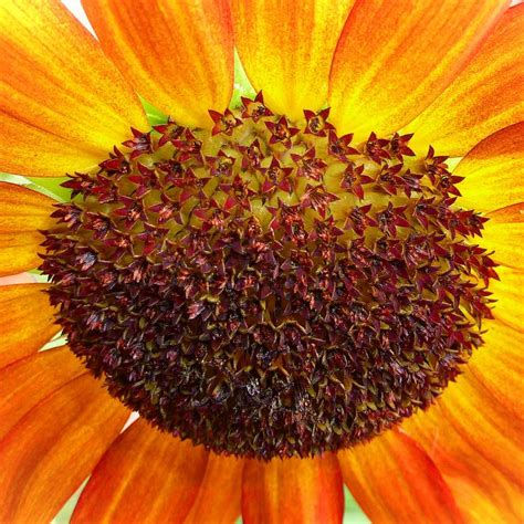 Sunflower Radiance Shutterbug