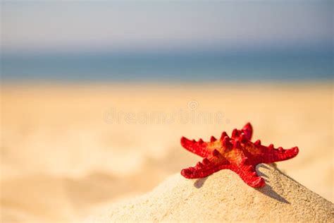 Sea Star On A Sandy Beach Stock Photo Image Of Copy 120118224