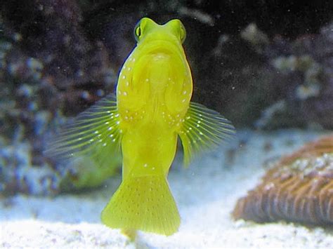 Yellow Prawn Goby Fishes World Hd Images And Free Photos