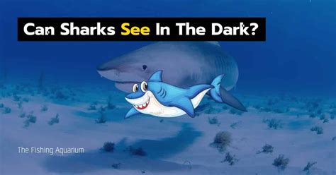 Can Sharks See In The Dark 7 Amazing Shark Eyesight Facts