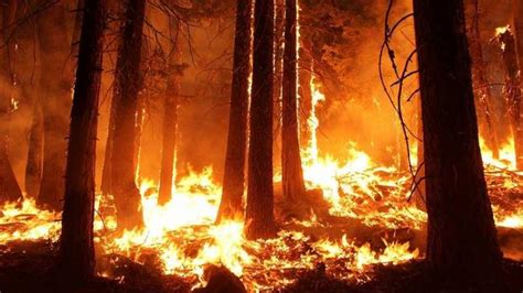 Penyebab Kebakaran Hutan Di Indonesia Dan Solusinya Kagama Co