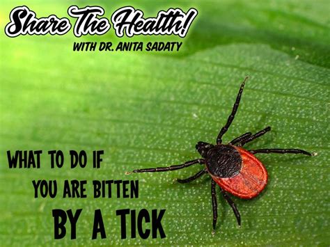 What To Do If You Are Bitten By A Tick Dr Sadaty Gynecology