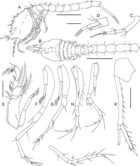 Schizocuma Bacescui Sp Nov Holotype Male A Body Lateral View B