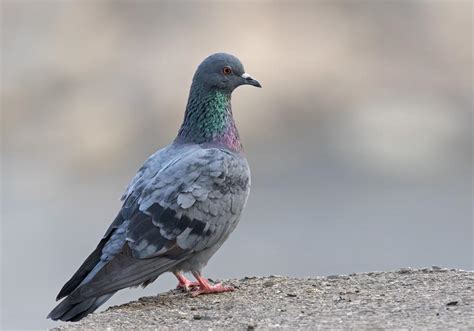 Fascinating Skills Of The Pigeon Aka Rock Pigeon Or Rock Dove Things