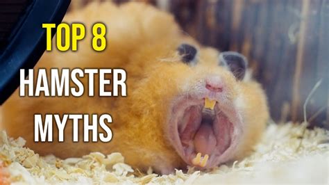 8 Biggest Hamster Myths Youtube
