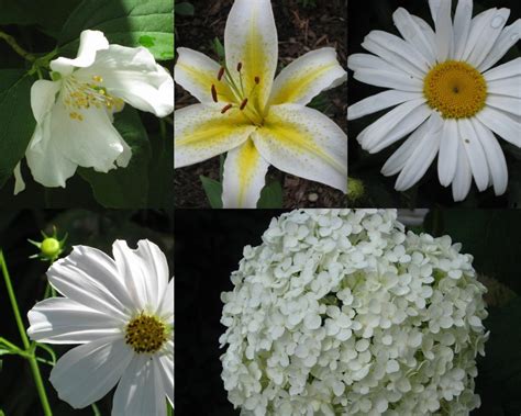 Plants With White Flowers Perennials Annuals Bulbs And Shrubs
