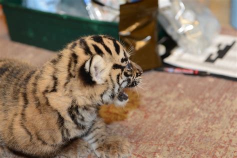 Sumatran Tiger Cubs At The Smithsonians National Zoo Rece Flickr