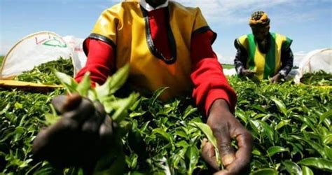 Kenyan Women Claim Sex Abuse In British Owned Tea Farms