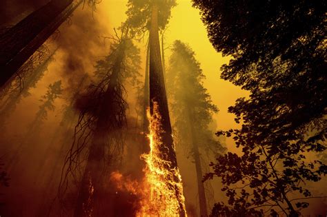 Cztery Słynne Gigantyczne Drzewa Nietknięte Przez Pożar W Parku