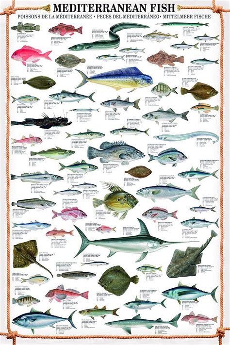 √ Fischarten Liste Fischlexikon