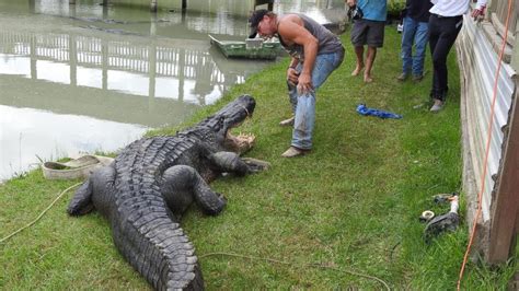 This Alligator Is The Largest Ever Caught Alive In Texas Wildlife