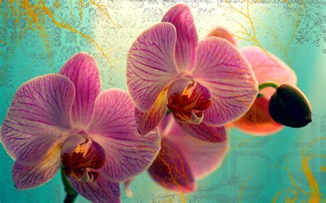 Orchid Computer Wallpapers On Wallpaperdog