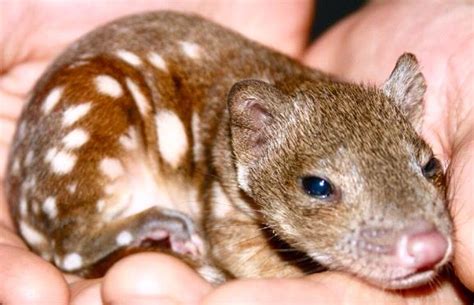 Pin On Quirky Quolls