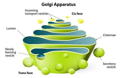 Golgi Body Golgi Apparatus Golgi Complex Cell Organelle Javatpoint