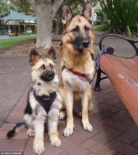 Two German Shepherd Dogs Sitting On A Park Bench