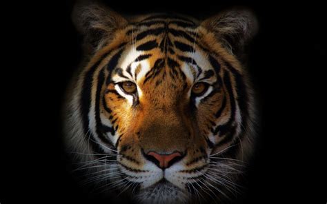Tiger Desktop Wallpapers Bigbeamng Store