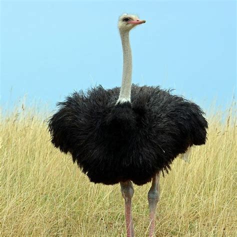 Amazing Facts About The Common Ostrich Deep End Safaris