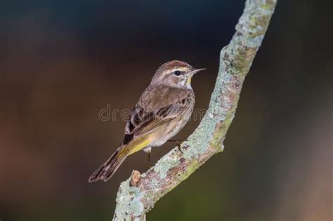 Numerous Warbler Stock Photos Free And Royalty Free Stock Photos From