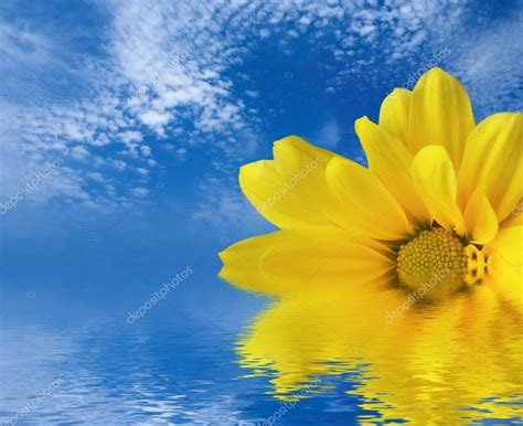 Yellow Flower Reflected In Water Royalty Free Stock Photos Aff